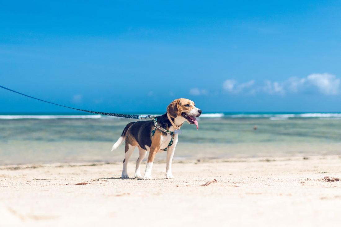 Summer Care Tips for your furry friend 🍉🏝️