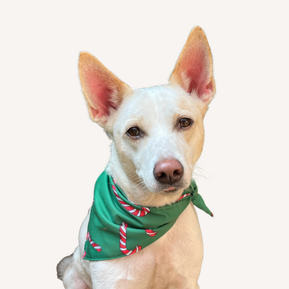 Candy Cane Christmas Bandana