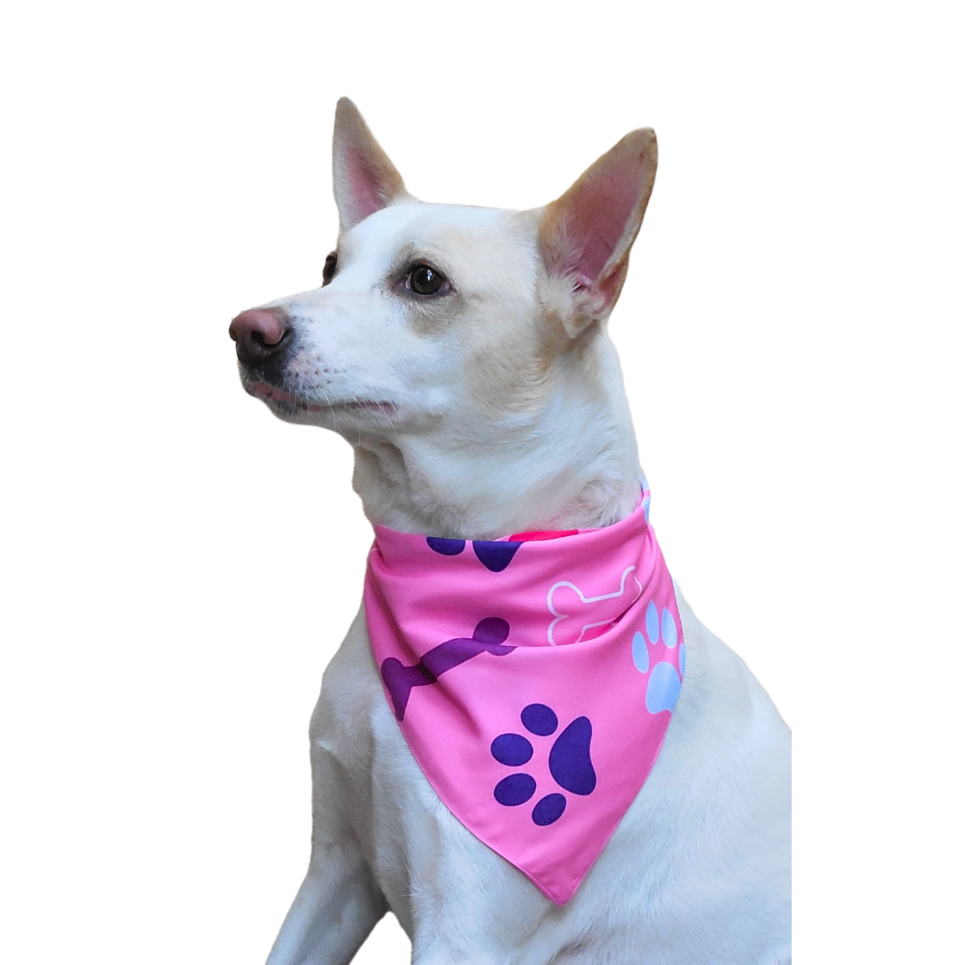 Pawsitively Chic in Pink