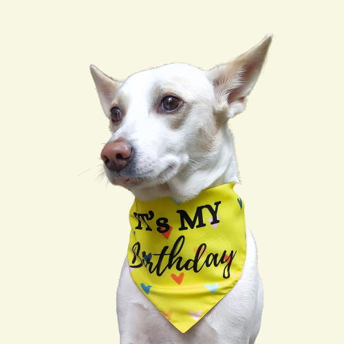 Birthday Love Burst Bandana